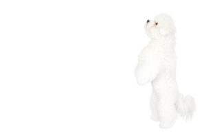 二本足で直立する犬